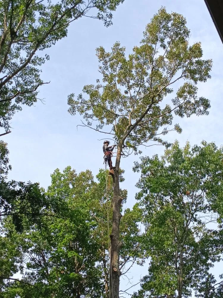 Custom yard cleanup service for homes in Locust Grove, VA by Mendez Tree Service and Landscaping