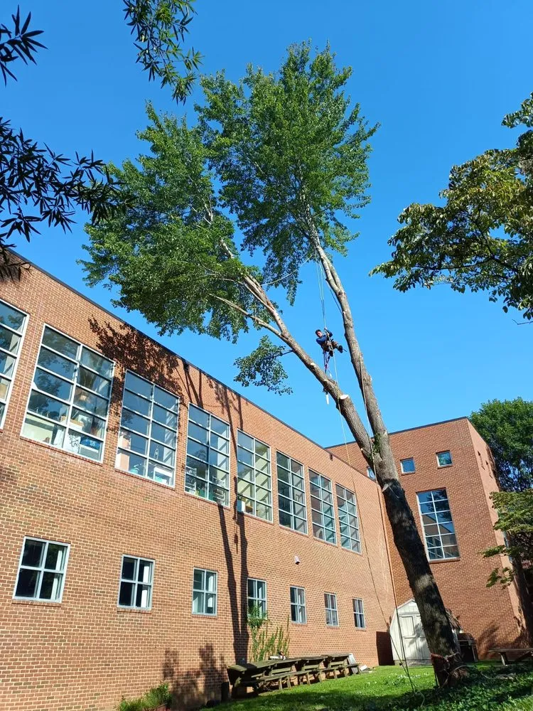 Professional yard maintenance in Locust Grove, VA by Mendez Tree Service and Landscaping