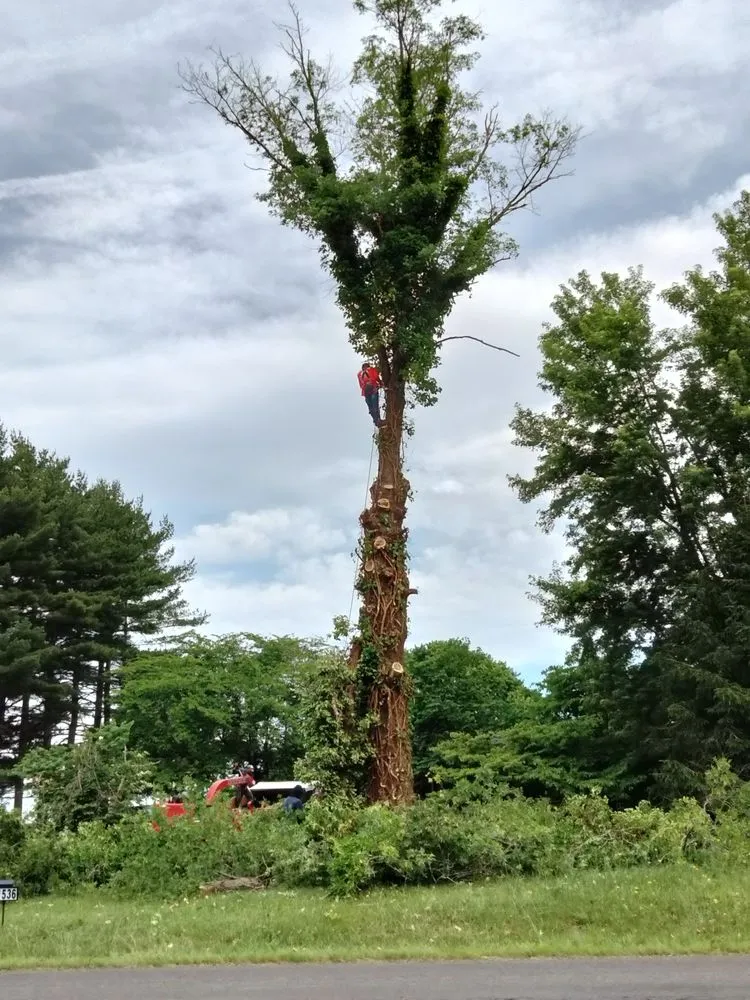 Local landscaping services in Locust Grove, VA - Mendez Tree Service and Landscaping