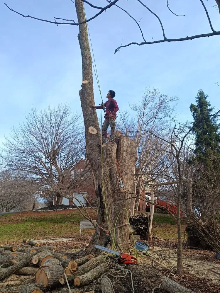 Top-rated yard maintenance for outdoor upgrades in Locust Grove, VA by Mendez Tree Service and Landscaping