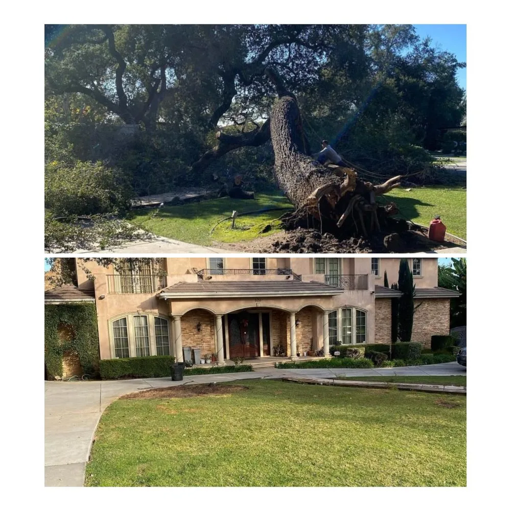 Trusted yard cleanup service in Santa Clarita, CA by Mendez Tree Services