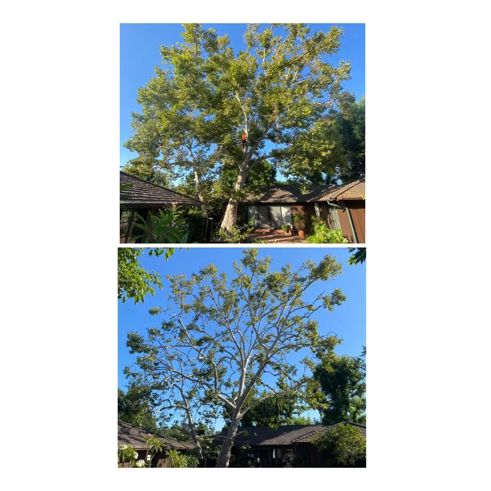 Reliable landscaping services in Santa Clarita, CA by Mendez Tree Services