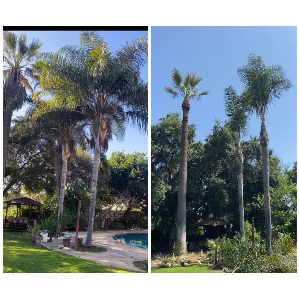 Professional lawn care service in Santa Clarita, CA by Mendez Tree Services