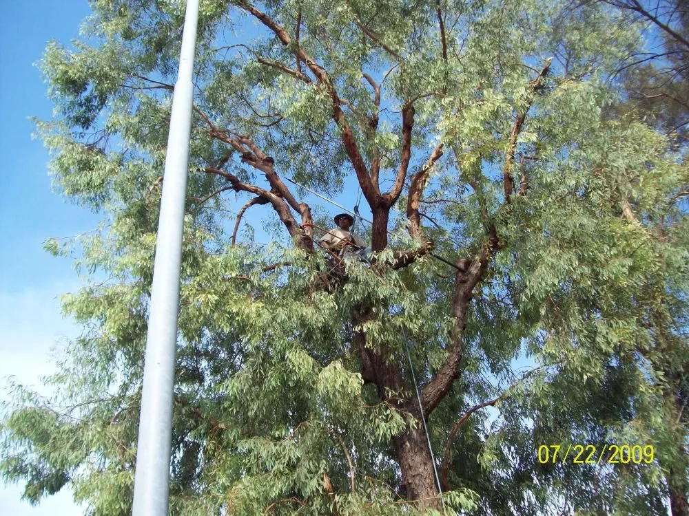 Top-rated lawn mowing service experts serving Surprise, AZ - Mendez Trees & Landscaping