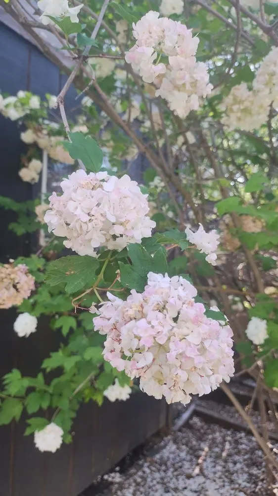 Top-rated landscape installation in Suisun City, CA - Mendilla Landscape