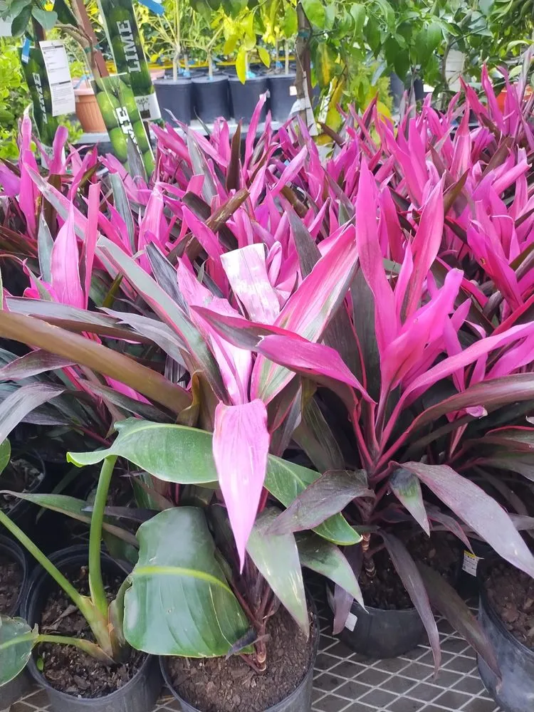 Custom garden landscaping for homes in Suisun City, CA by Mendilla Landscape