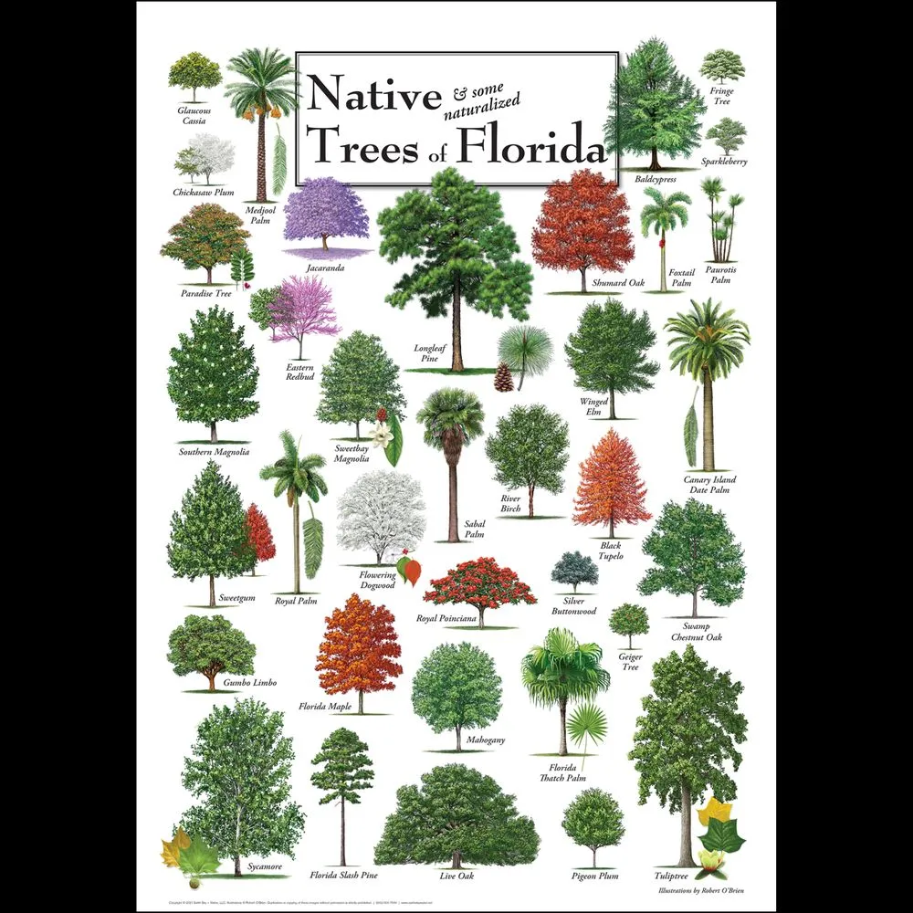 Expert residential landscaping with custom design in Orlando, FL by Mending Solutions