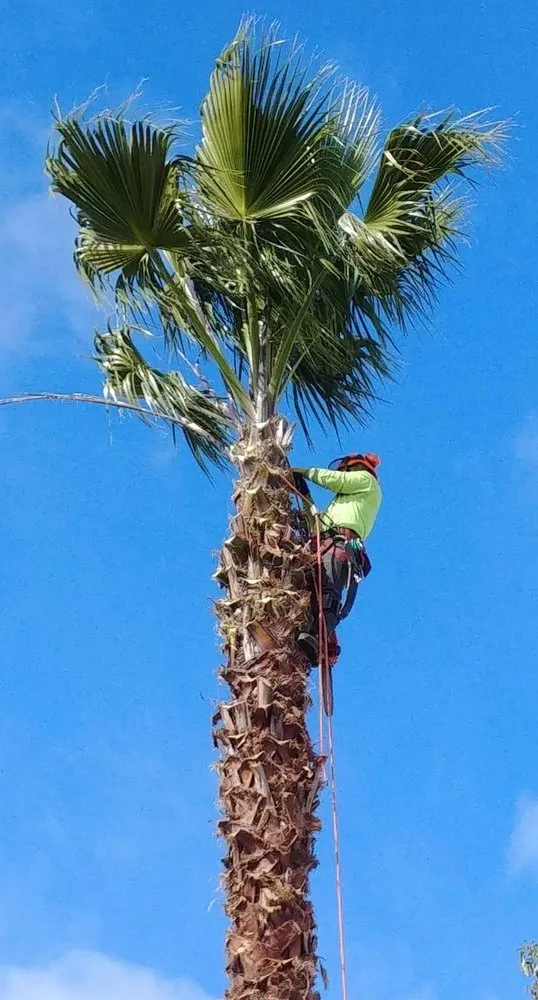 Custom garden landscaping in Elk Grove, CA - Mendiola's Landscaping