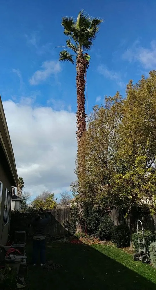 Reliable residential landscaping experts serving Elk Grove, CA - Mendiola's Landscaping