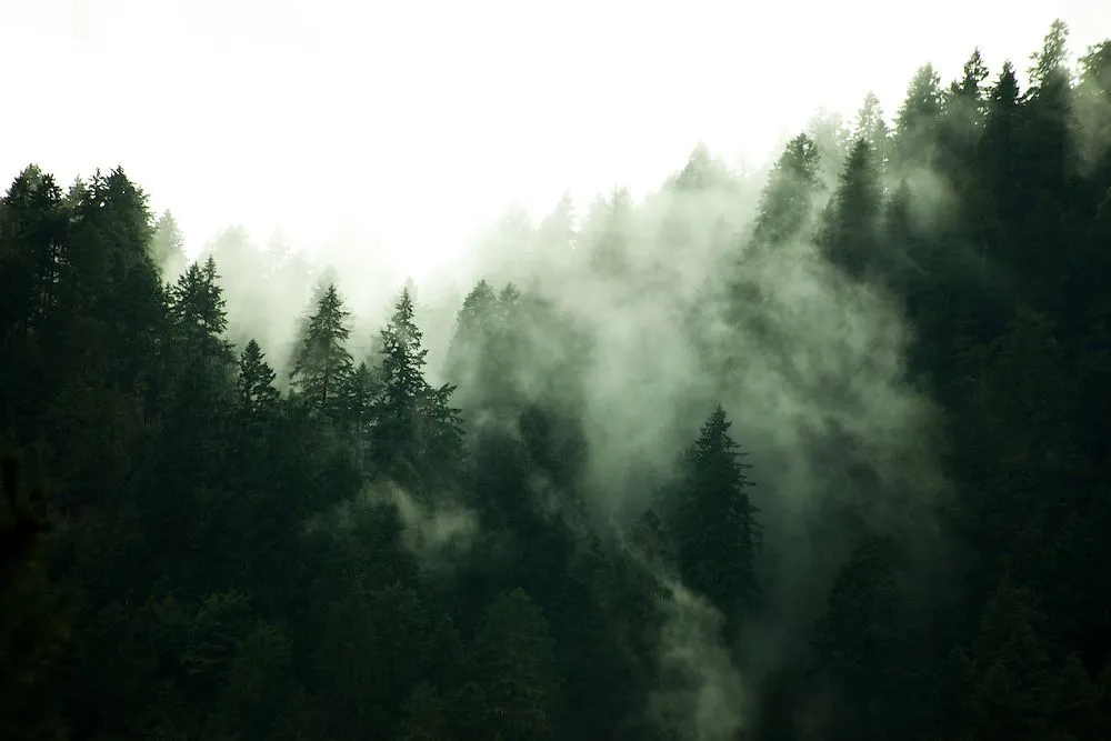 Expert yard cleanup service in Mendocino, CA by Mendo Build