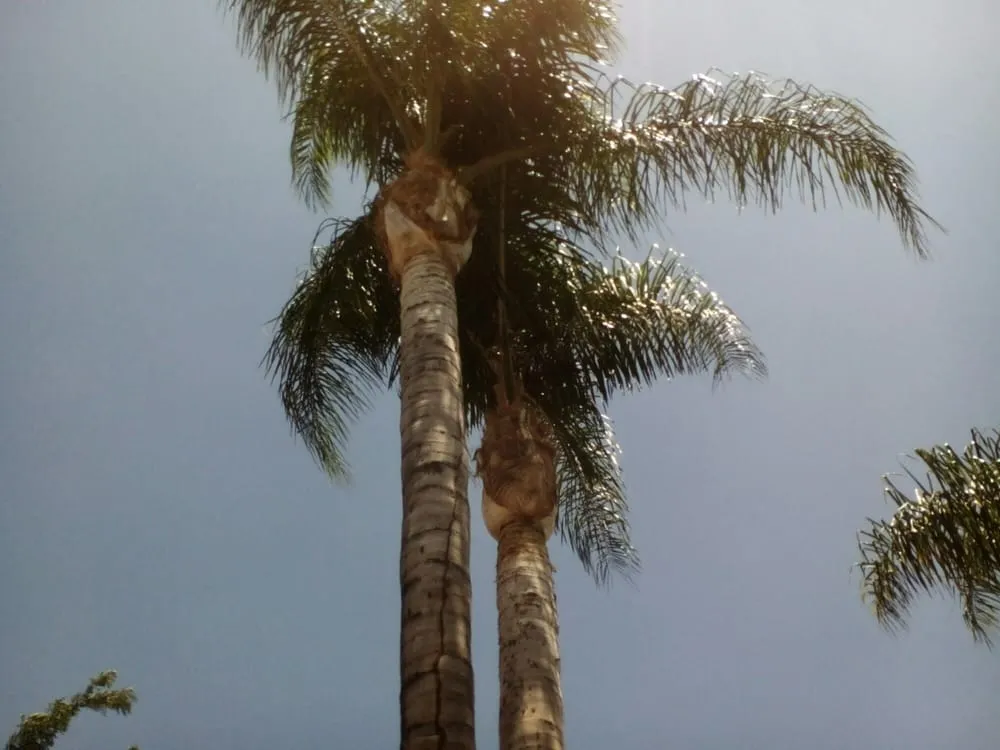 Affordable landscape installation experts serving Los Angeles, CA - Mendoza & Family Tree Service