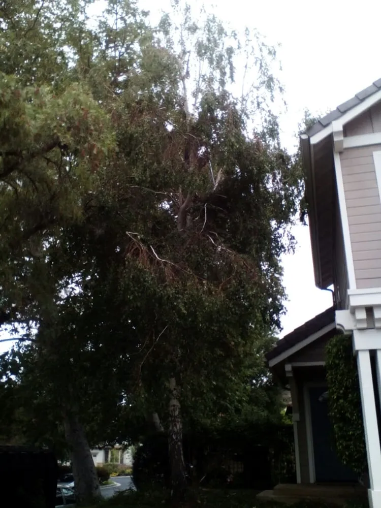 Expert landscape installation for residential properties in Los Angeles, CA by Mendoza & Family Tree Service