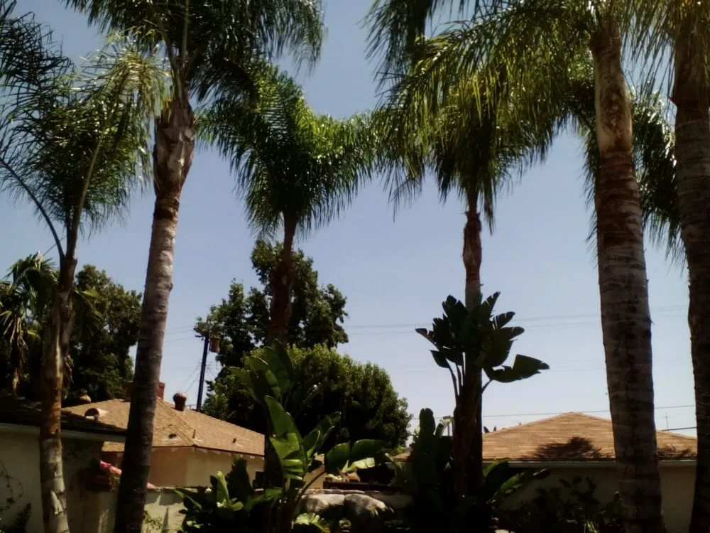 Expert yard cleanup service experts serving Los Angeles, CA - Mendoza & Family Tree Service