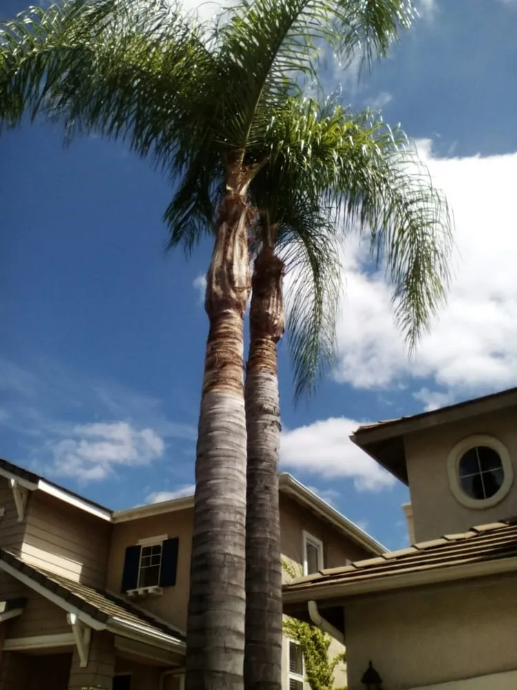 Top-rated lawn mowing service in Los Angeles, CA by Mendoza & Family Tree Service