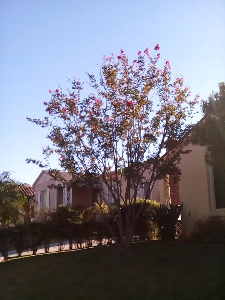 Local outdoor landscaping experts serving Los Angeles, CA - Mendoza & Family Tree Service