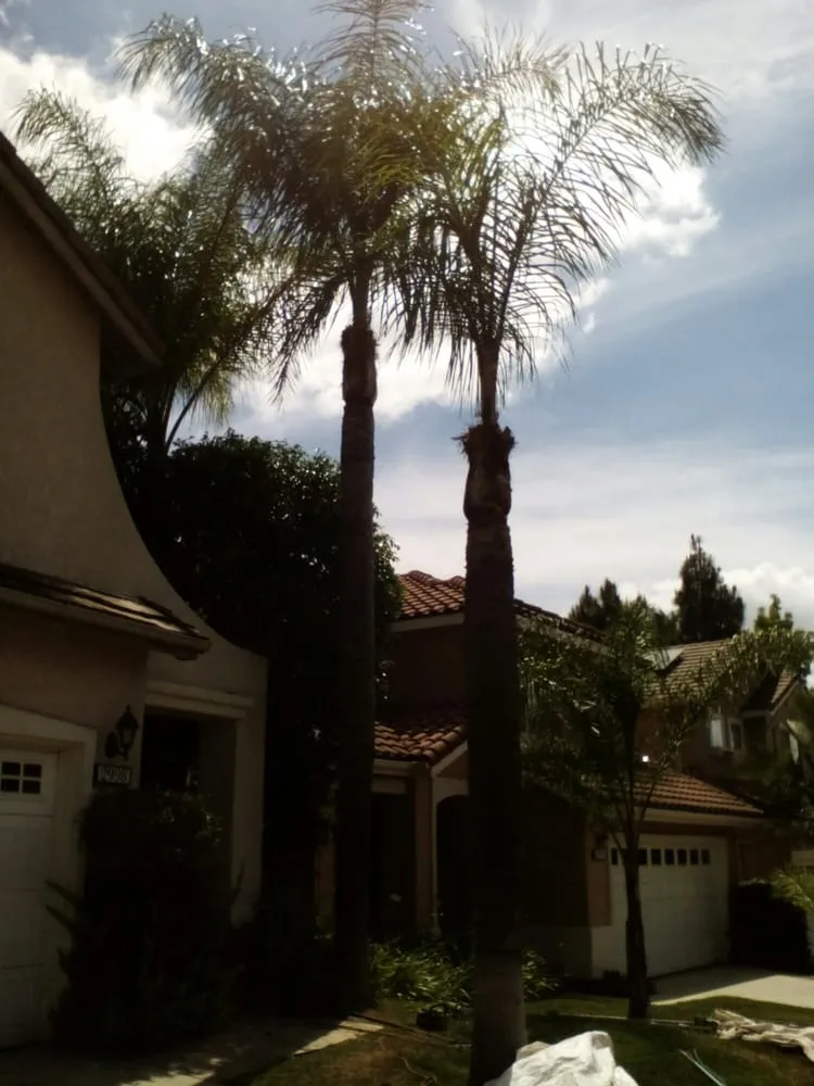 Professional yard cleanup service with custom design in Los Angeles, CA by Mendoza & Family Tree Service