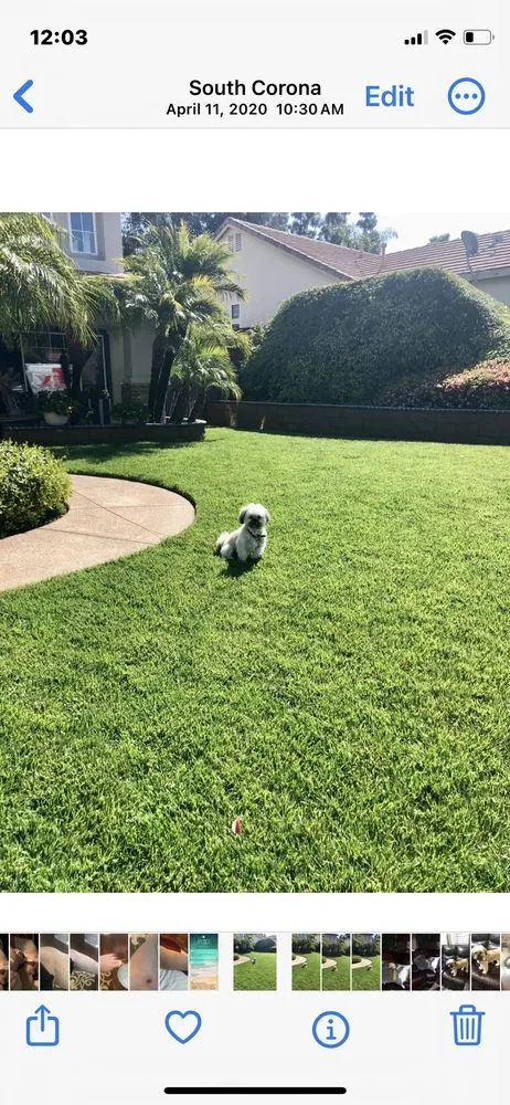 Expert lawn mowing service in Santa Ana, CA by Mendoza Landascapings