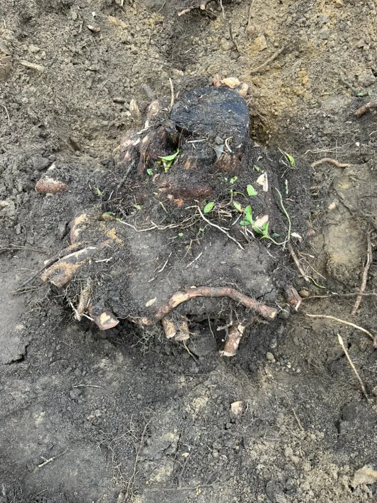 Reliable landscaping services experts serving Neptune City, NJ - Mendoza Landcaping