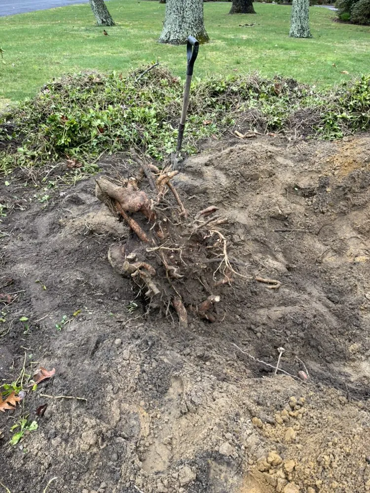 Expert yard cleanup service for beautiful yards across Neptune City, NJ - Mendoza Landcaping