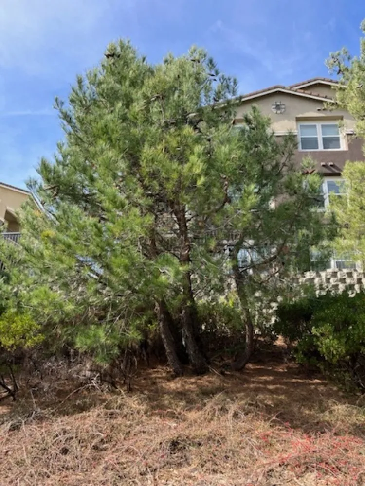 Top-rated landscaping services experts serving Livermore, CA - Mendoza Landscape