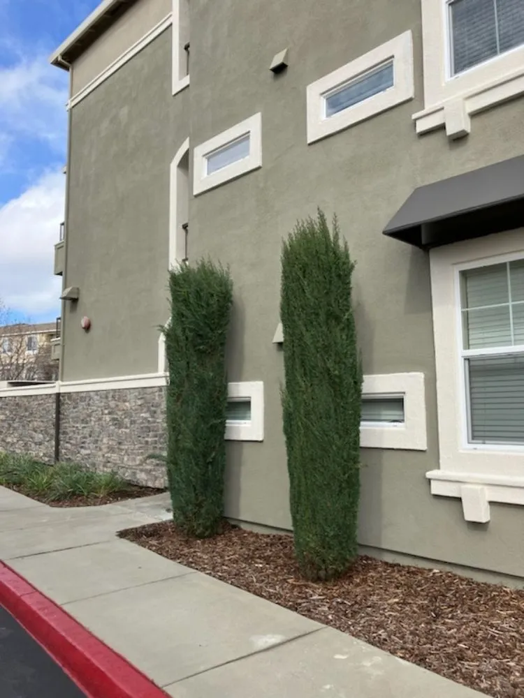 Affordable yard cleanup service experts serving Livermore, CA - Mendoza Landscape