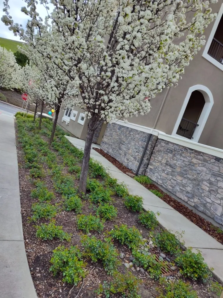 Local lawn care service in Livermore, CA - Mendoza Landscape