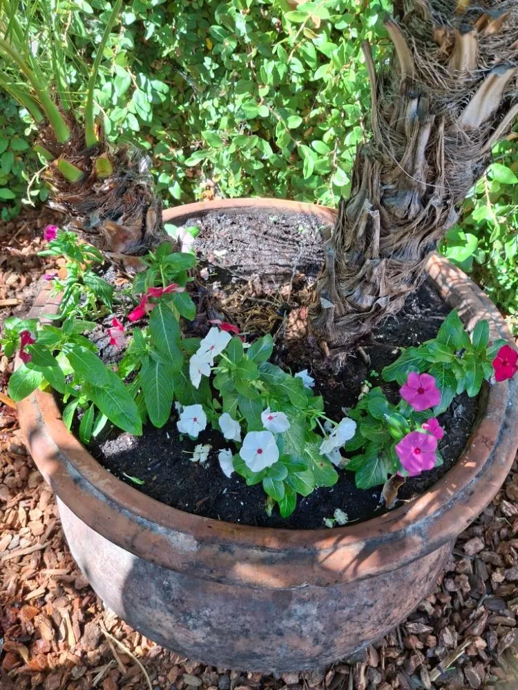 Professional yard maintenance for homes across Livermore, CA - Mendoza Landscape