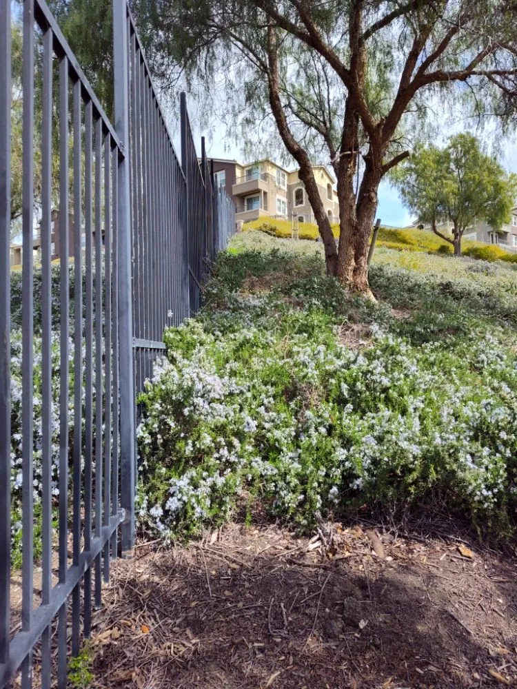 Top-rated yard cleanup service for year-round maintenance in Livermore, CA by Mendoza Landscape