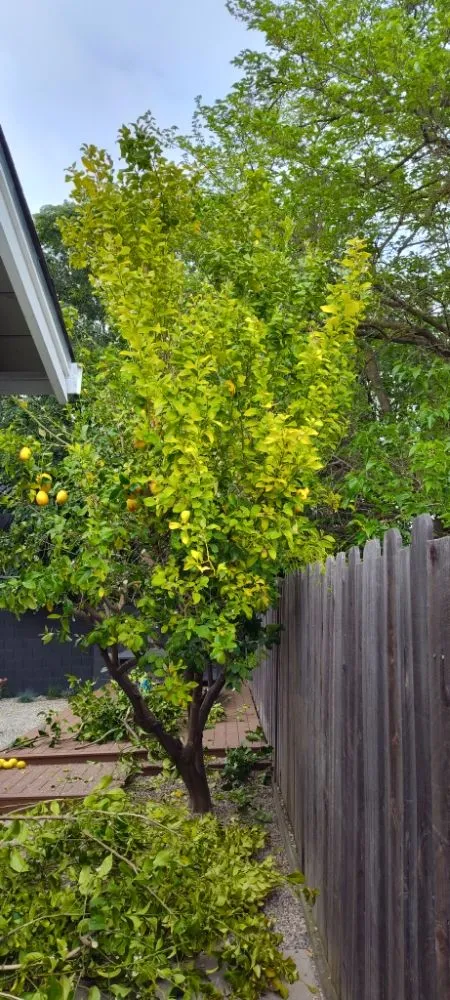 Expert garden landscaping near you in Livermore, CA by Mendoza Landscape