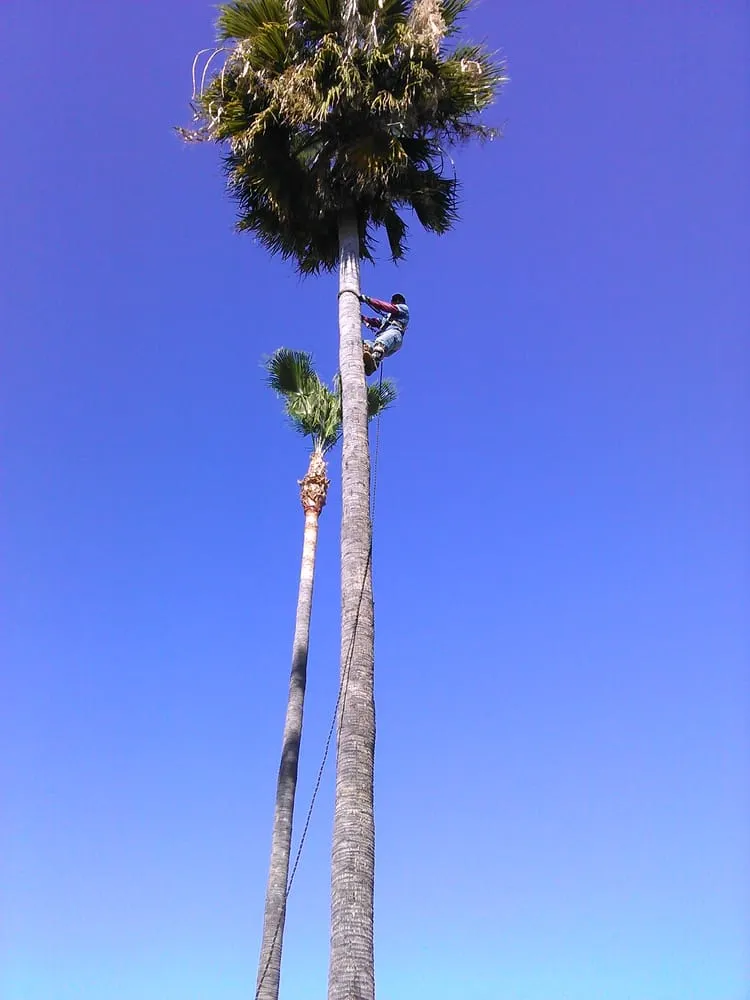 Top-rated garden landscaping for year-round maintenance across San Diego, CA - Mendoza Landscape