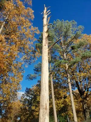 Mendoza Landscaping and Lawn Care