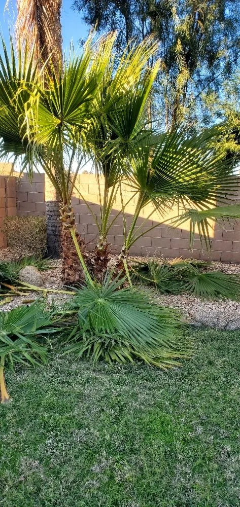 Trusted landscape design for residential properties in Avondale, AZ by Mendoza Landscaping