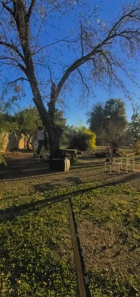 Expert lawn care service in Avondale, AZ by Mendoza Landscaping