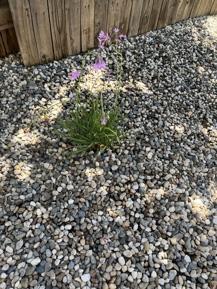 Reliable landscape design in Lincoln, CA - Mendoza Landscaping