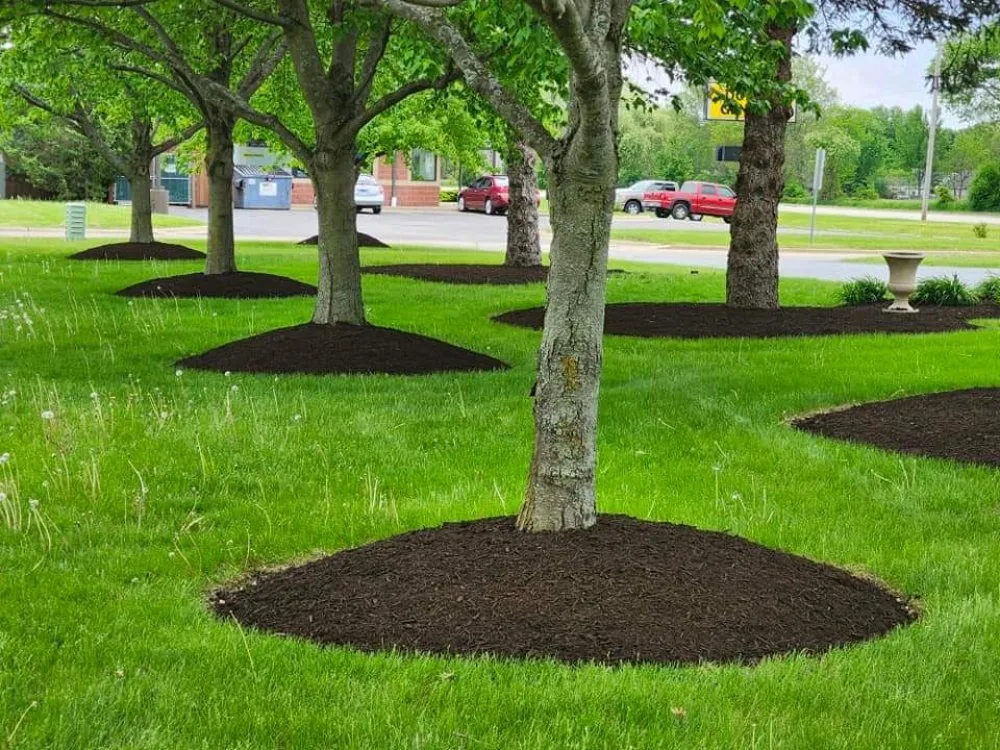 Custom landscaping services for year-round maintenance in Raleigh, NC by Mendoza Landscaping