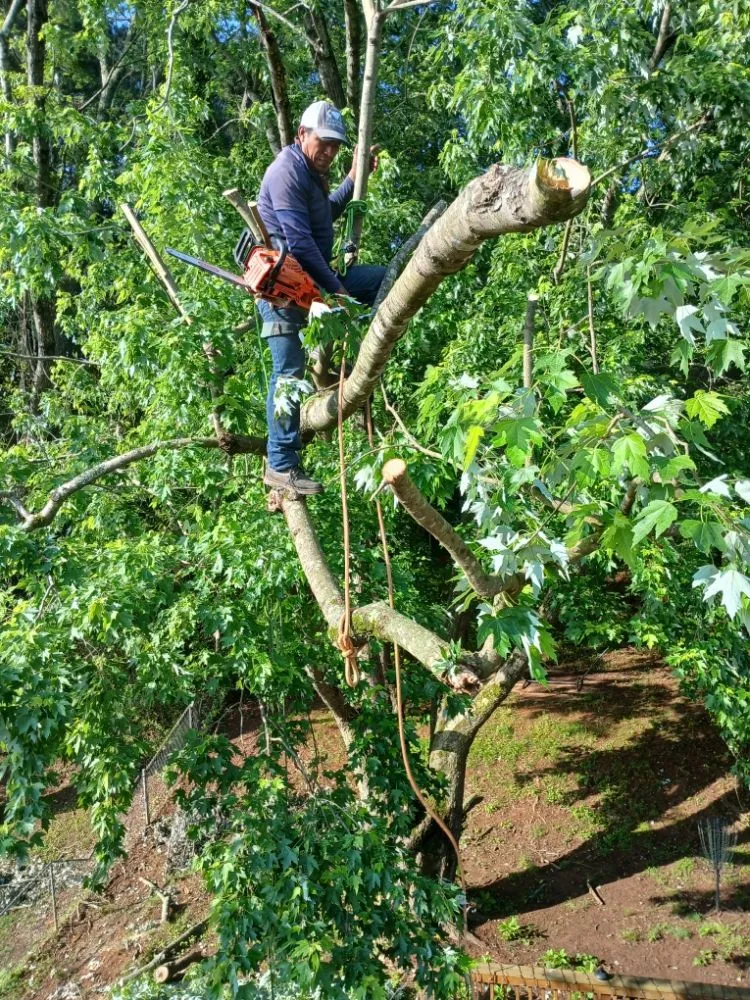 Local yard maintenance in Raleigh, NC - Mendoza Landscaping