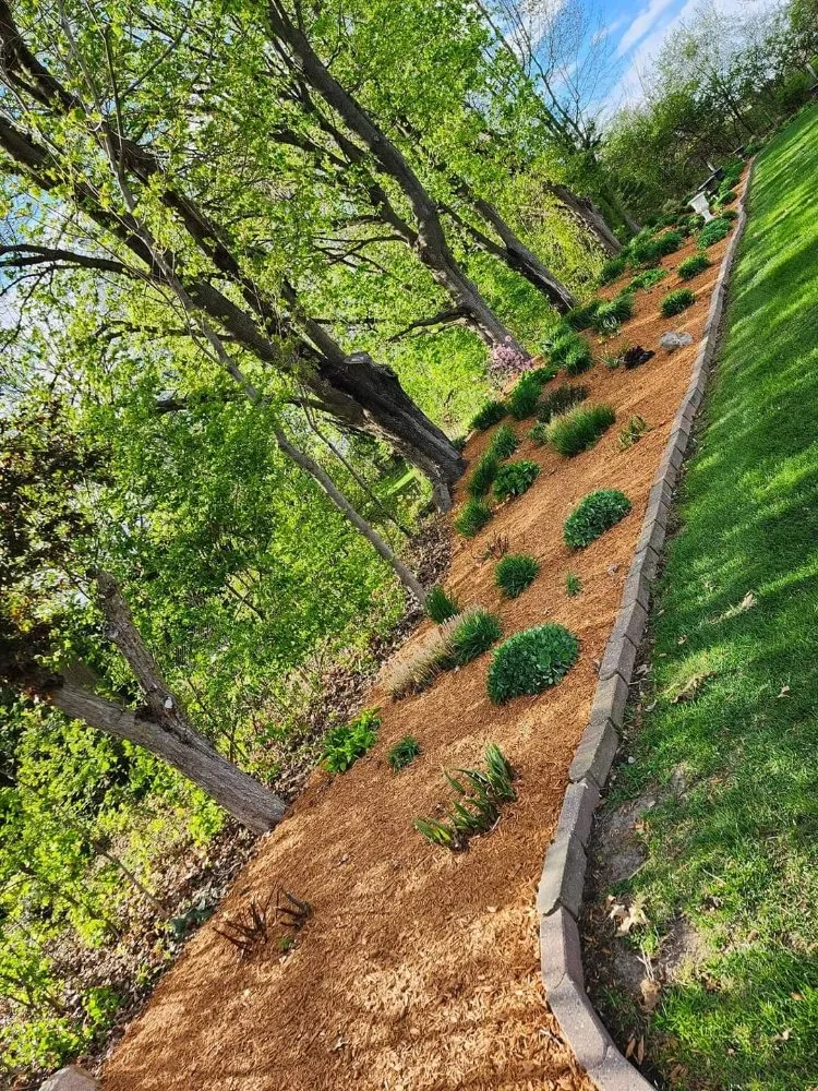 Top-rated yard cleanup service experts serving Raleigh, NC - Mendoza Landscaping
