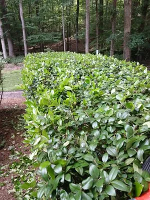 Mendoza Landscaping Logo