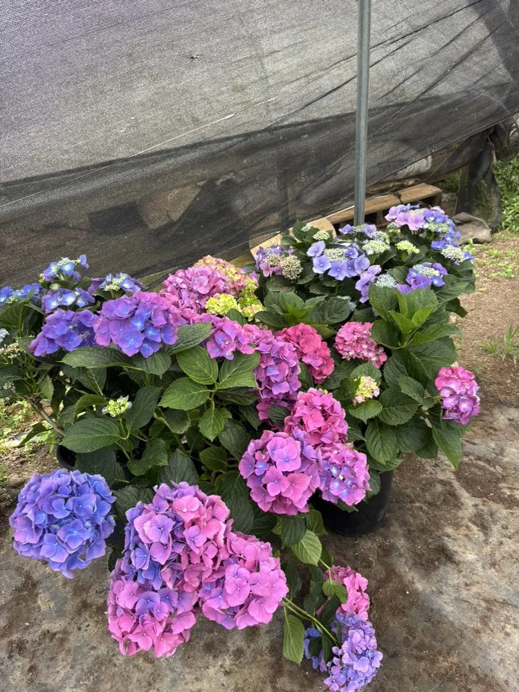 Custom garden landscaping in Santa Barbara, CA - Mendoza Landscaping