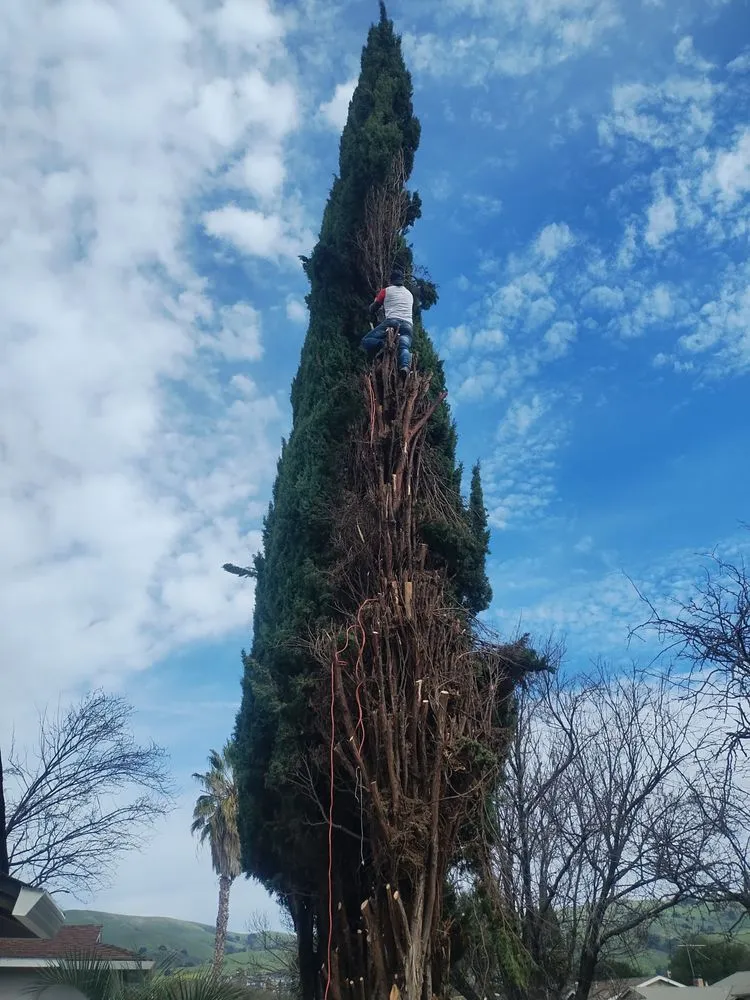 Professional residential landscaping for outdoor upgrades across San Francisco, CA - Mendoza Landscaping Tree Service