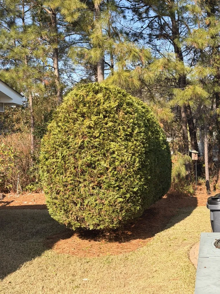 Local lawn care service in Conway, SC by Mendoza LandWorks