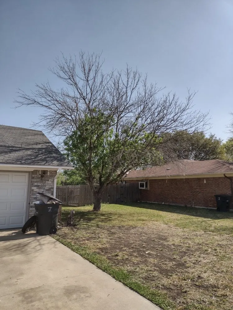 Local landscape design experts serving Harker Heights, TX - Mendoza Lawn Care & Handyman Service