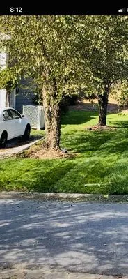 Mendoza Lawn Care and Landscaping Logo