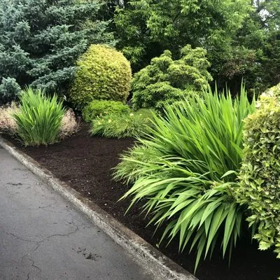 Mendoza Lawn Care Logo