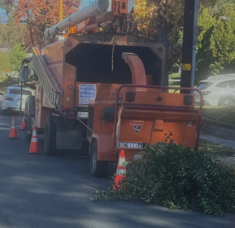 Custom yard maintenance for year-round maintenance in Santa Clarita, CA by Mendoza Pro Landscape SCV