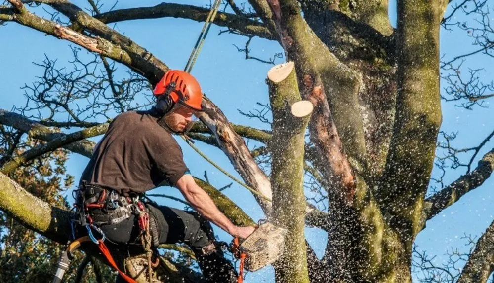 Top-rated residential landscaping with custom design across Santa Clarita, CA - Mendoza Pro Landscape SCV