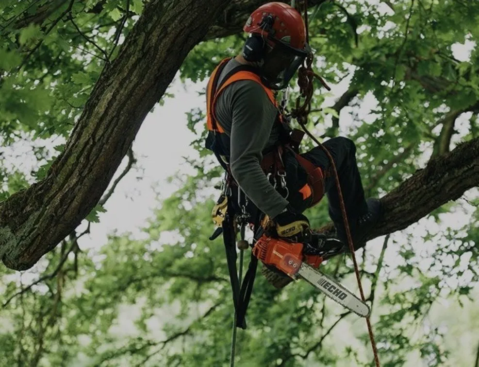 Expert landscaping services for residential properties in Santa Clarita, CA by Mendoza Pro Landscape SCV