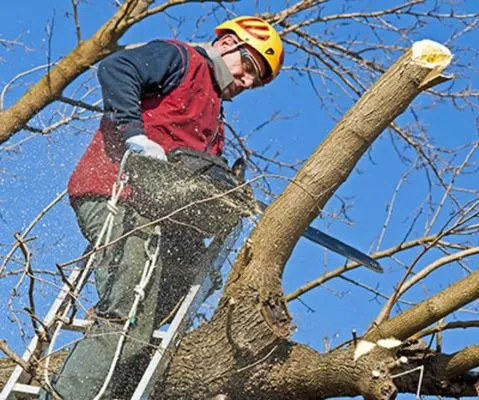 Mendoza Pro Landscape SCV Logo