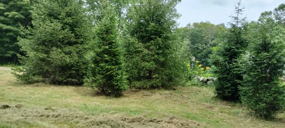 Professional yard maintenance for residential properties across Boylston, MA - Mendoza Pro Service