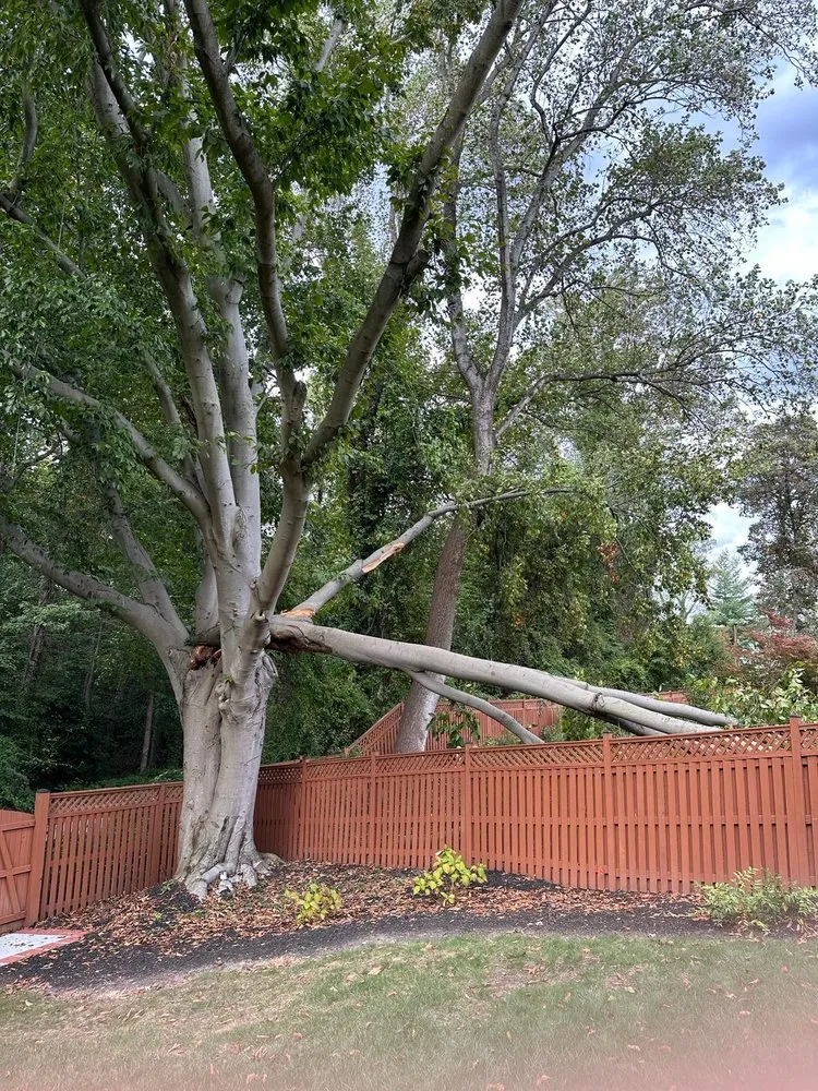 Custom landscape installation in Bailey's Crossroads, VA - Mendoza Tree Service